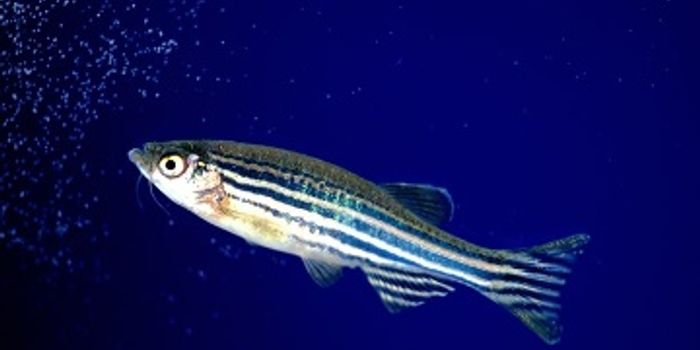 The Little Fish That Could