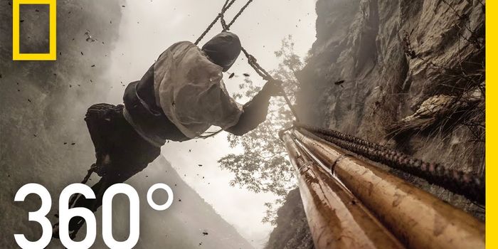 Hunting hallucinogenic honey in Nepal