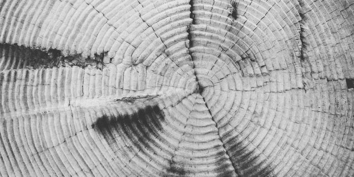 Tree Rings Tell the Story of Unprecedented Climate in Asia