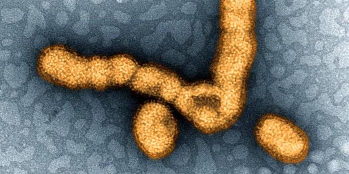 Viruses Can Create New Genes By Stealing Bits of Human DNA