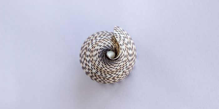 Cone Snail Venom Became and Pain Therapeutics