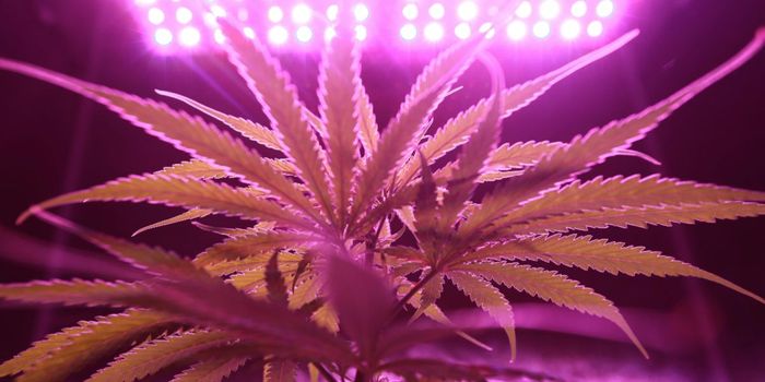 Cannabis Use Increases Rapidly in Young Adults