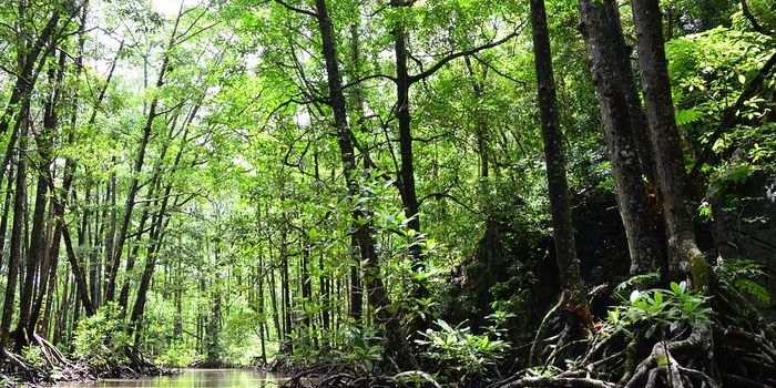 The mangrove threshold with sea level rise