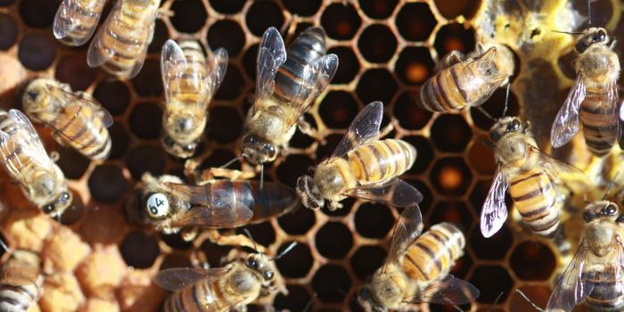 It Only Takes One Gene For Virgin Birth in Honey Bees