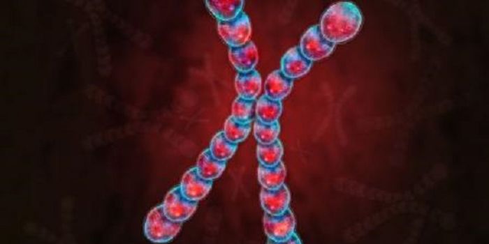 Observe How an RNA Gene Silences an Entire Chromosome