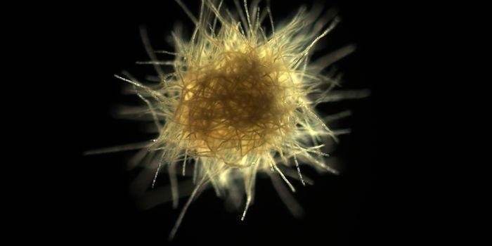 Climate Change Troubles Marine Microbes