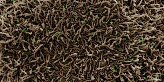 Why Did the COVID-19 Lab Leak Theory Suddenly Gain Traction?