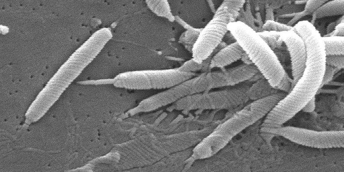 How the Immune System Determines Friend From Foe