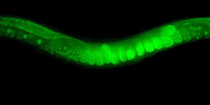 Nematode Worms Can Pass Memories On to Others