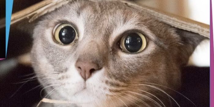 Toxoplasma Infections Can Cause Epigenetic Changes in Males