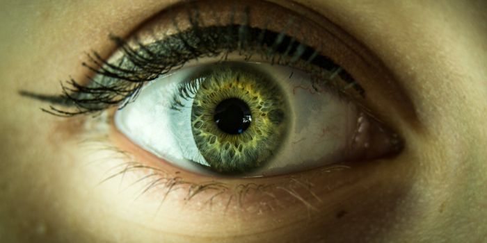 The Link Between Retinal Signals & Neurodevelopmental Disorders
