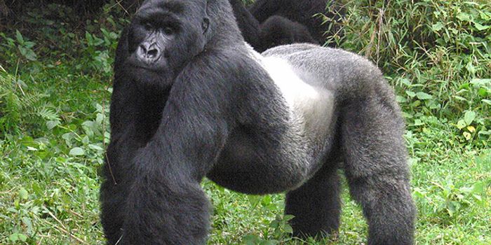 Eastern Gorilla Species Now Red-Listed As 'Critically Endangered'