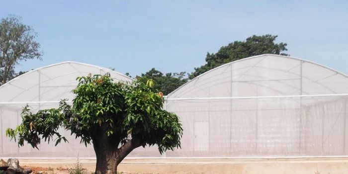 Genetically-engineered Fungus Kills Malaria-carrying Mosquitoes