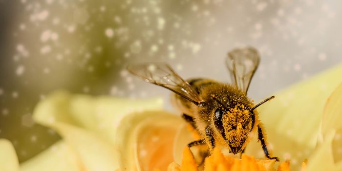 Honeybees Are Living 50% Shorter Lives Than 50 Years Ago