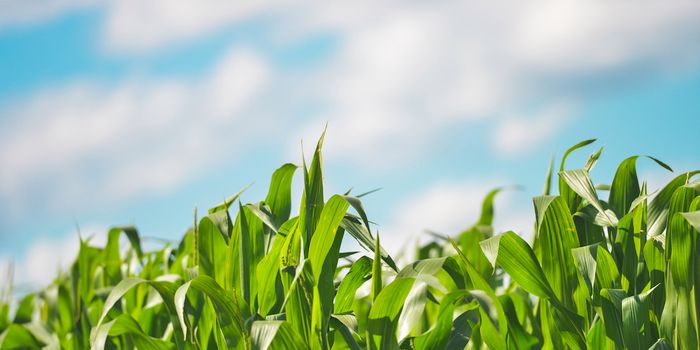 The world's farms are getting bigger - and fewer