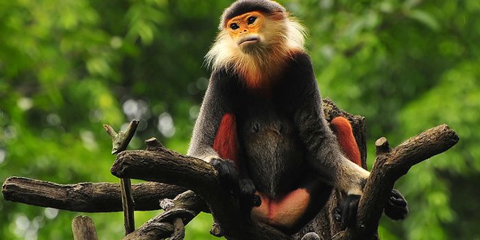 Captivity changes the microbiome