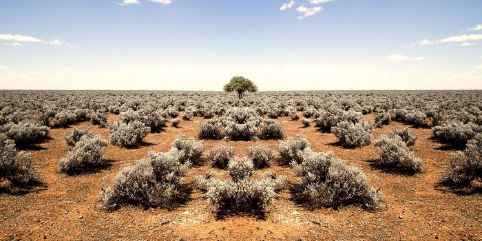 Aridification brings abrupt changes to drylands