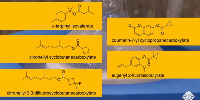 Plant-based Mosquito Repellents Getting (Rid of) A Lot of Buzz