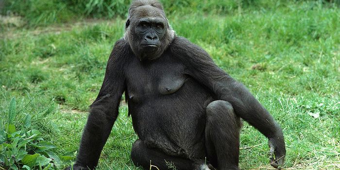 For the First Time, Researchers Document Homosexual Behavior in Female Gorillas