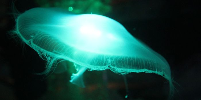 Were Jellies the First Animals to Exist?
