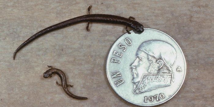 Trio of Newly Discovered Salamanders Are Already Endangered