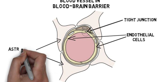 Here's Everything You Need to Know About the Blood-Brain Barrier