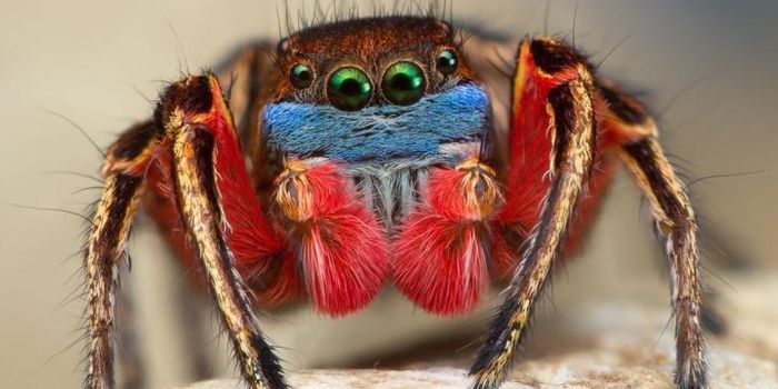 Mechanisms of Rare Color Vision in Jumping Spiders