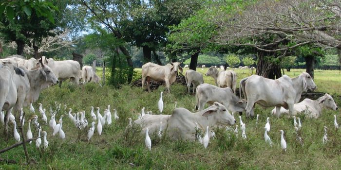 Scientists Aim to Sequence the Genomes of All Eukaryotes on Earth