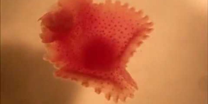 Check Out These Dancing Parasites