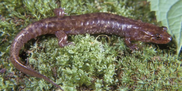 All-Female Salamanders Grow Tails Back Up to 36% Faster