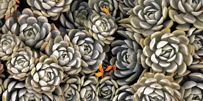 The black market for succulents