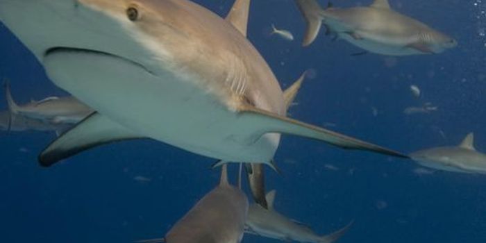 Researchers Study the 'Rush Hour' for Sharks