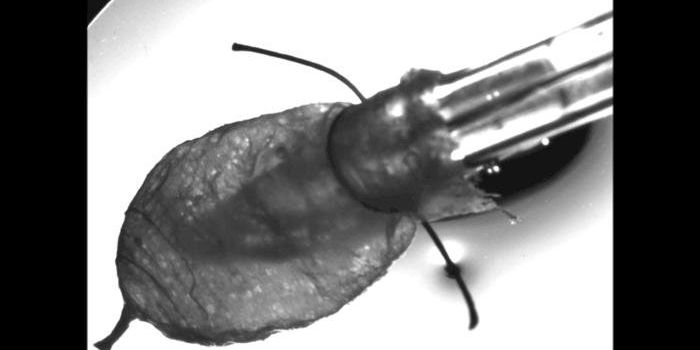 3D Model of The Human Heart Ventricle