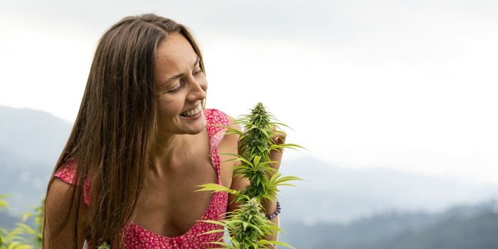 No Link Between Cannabis Legalization and Public Health Issues