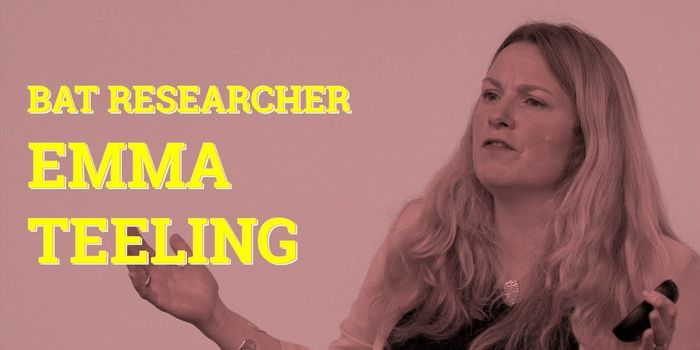 Bats may Hold the Secret to Longevity