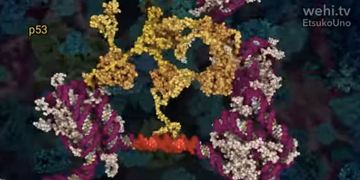 Gut Microbes & Diet Change the Behavior of a Cancer-Driving Protein