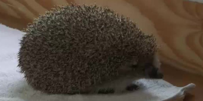 A Warning From the CDC About Hedgehogs