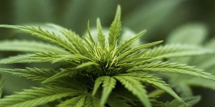 The Potential Anti-cancer Effects of Cannabinoids