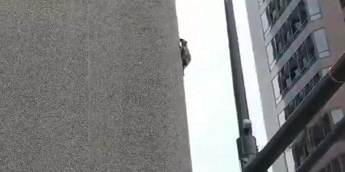 Fearless Raccoon Scales 25-Story Office Building in Minnesota