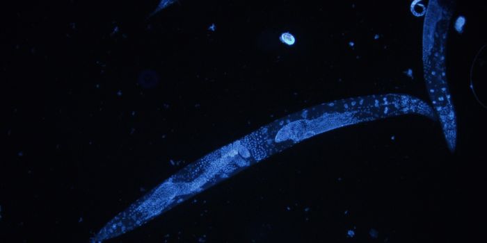 Examining the Link Between Autophagy and Aging