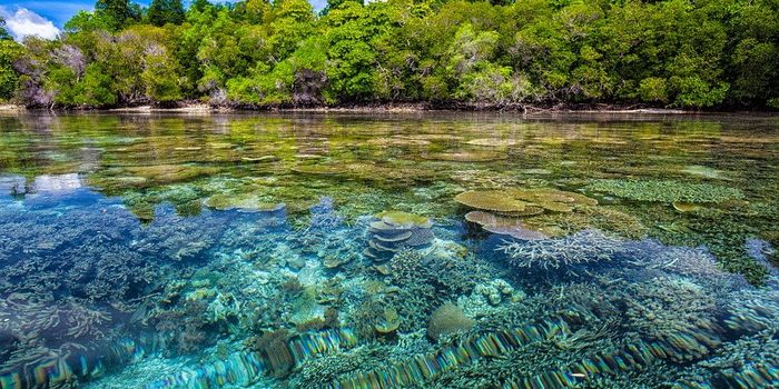 Piecing together the largest database yet on coral spawning