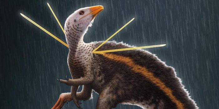 Ubirajara Ownership Dispute Leads to Retraction of Dino Paper