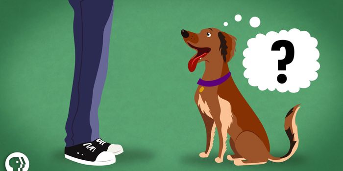 Does my dog understand me?