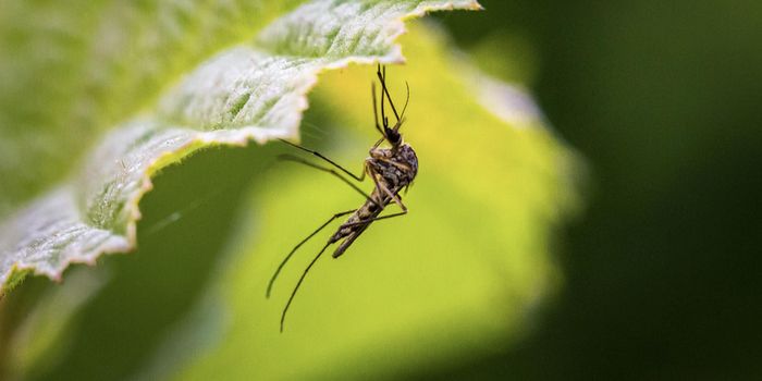 Using Microbes to Control Diseases Transmitted by Mosquitoes