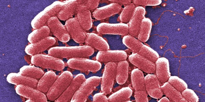 E. coli curbs a sweet tooth