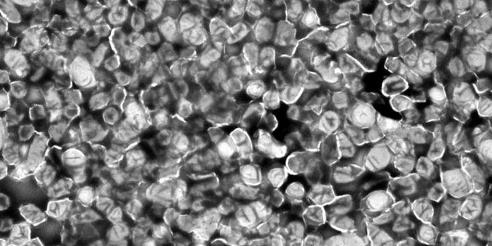 New Players Revealed in Tularemia Virulence