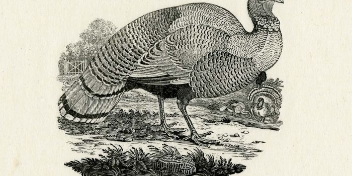 Better Know a Microbe: Histomonas