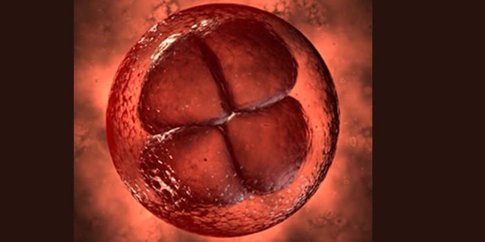 Life Begins With an Egg and a Sperm Cell...Then What?