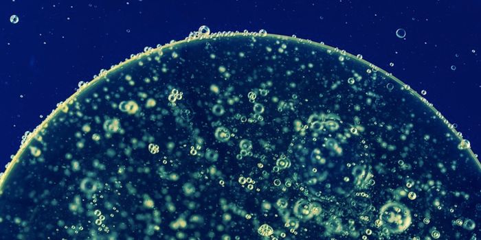 An Adaptive-Like Cell of the Innate Immune System is Discovered