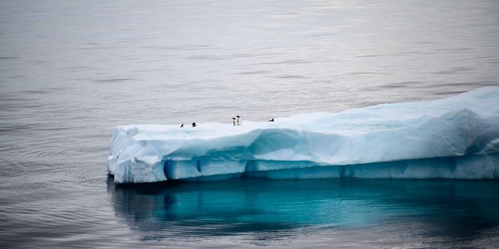 Antarctic Marine Life Would Likely Not Survive Invasion